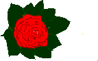 Ashrena - A Simple Rose