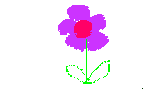 sophie  - flower